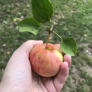 A red and green apple with the leaves attached is held in a hand.